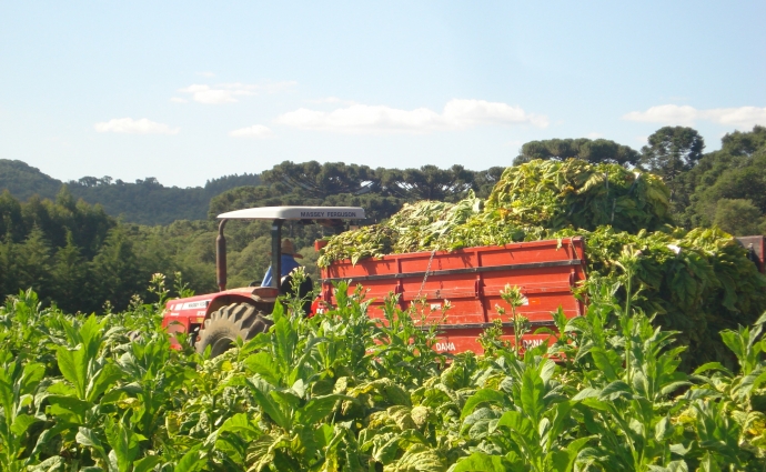Há 20 anos o Brasil é o maior exportador mundial de folha de tabaco